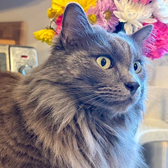 ‼️LIVE SHOW NOTIFICATION POST!‼️ - Picture 4 of 5